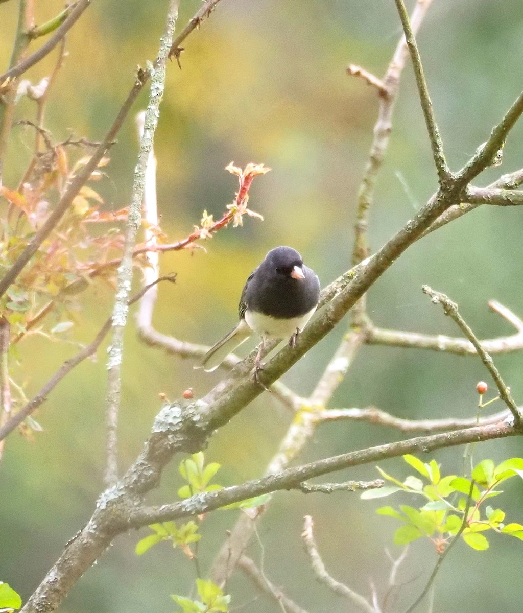 Dark-eyed Junco - ML643790697