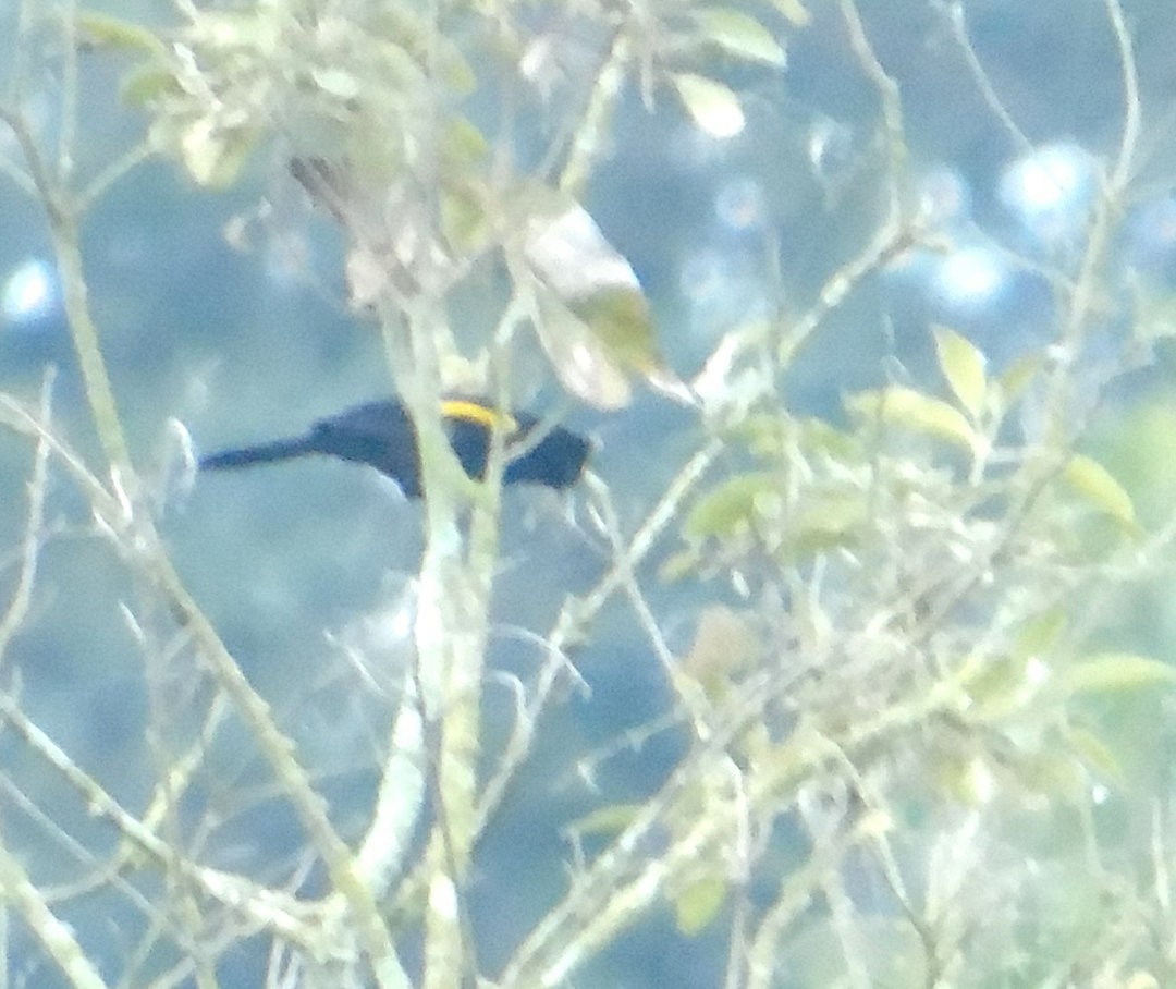 Golden-winged Cacique - ML643790705