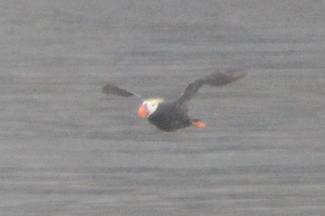 Tufted Puffin - ML643790710