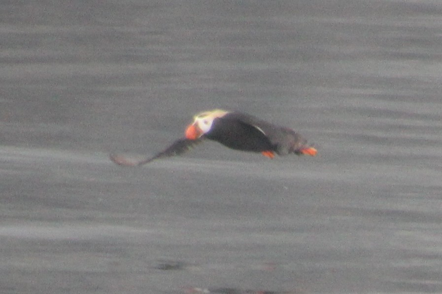 Tufted Puffin - ML643790711