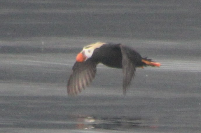 Tufted Puffin - ML643790712