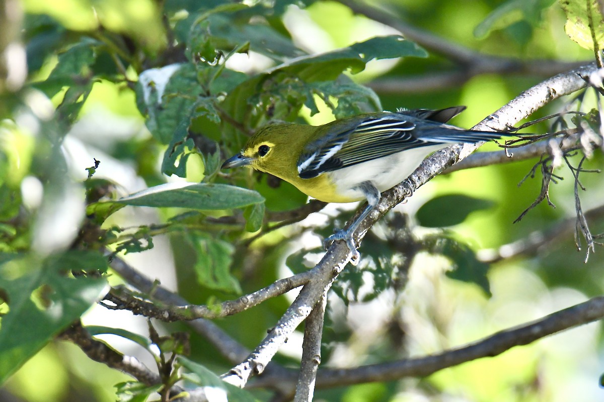 Yellow-throated Vireo - ML643790732