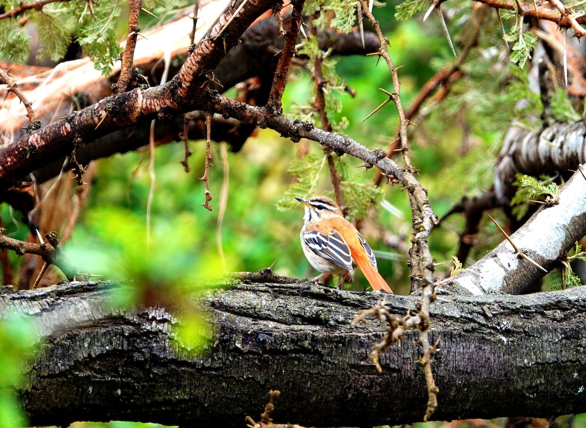 White-browed Scrub-Robin - ML643790734