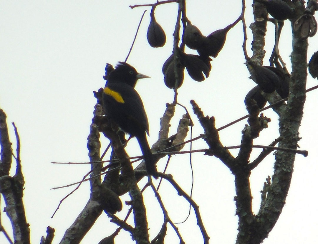 Golden-winged Cacique - ML643790739