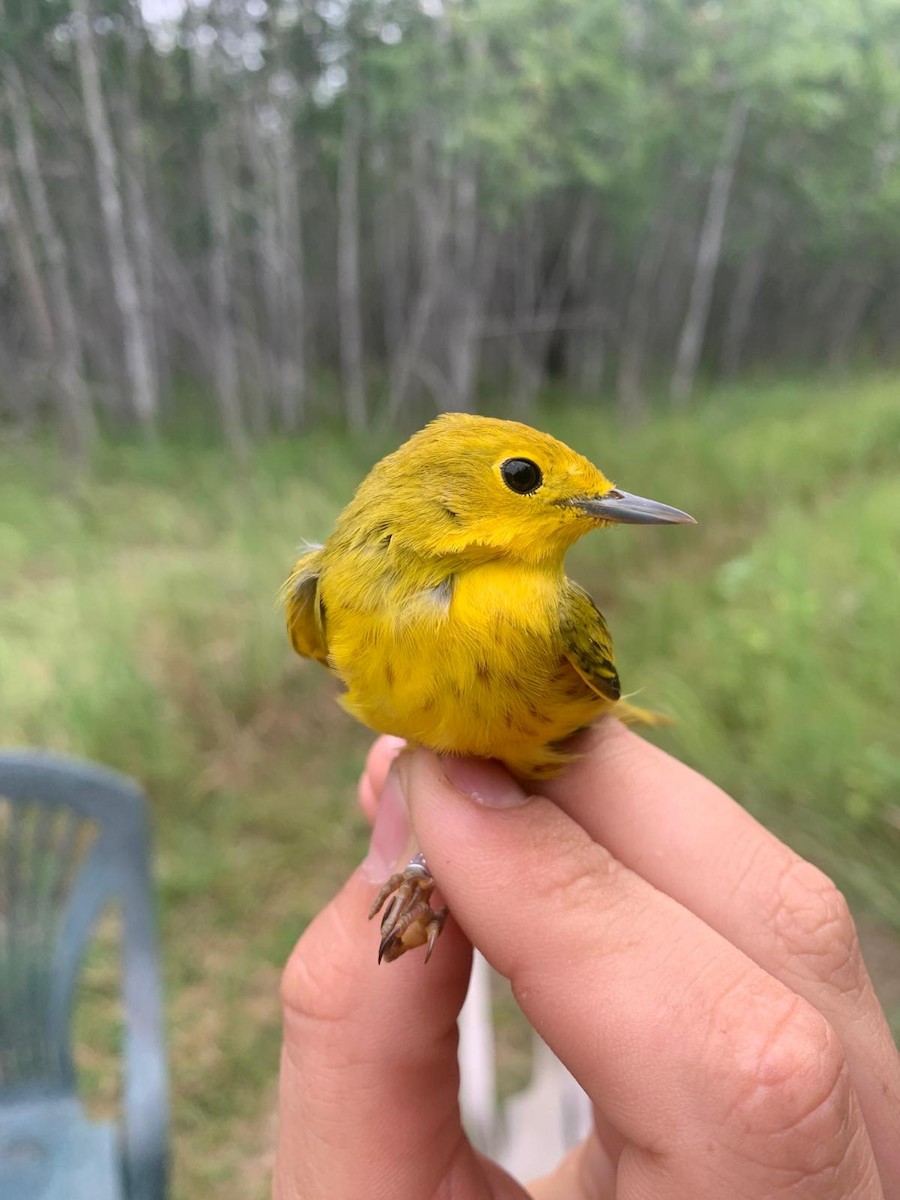 Yellow Warbler (Northern) - ML643790742
