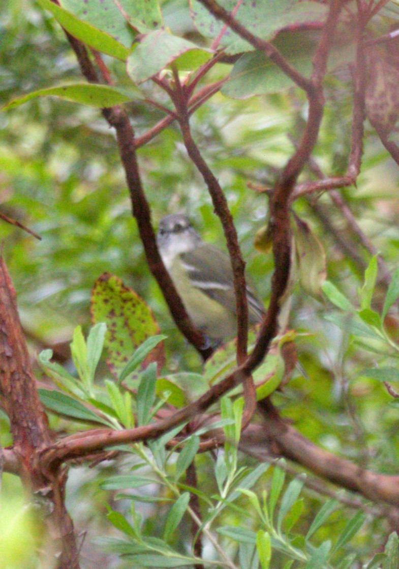 vireo sp. - ML643790757