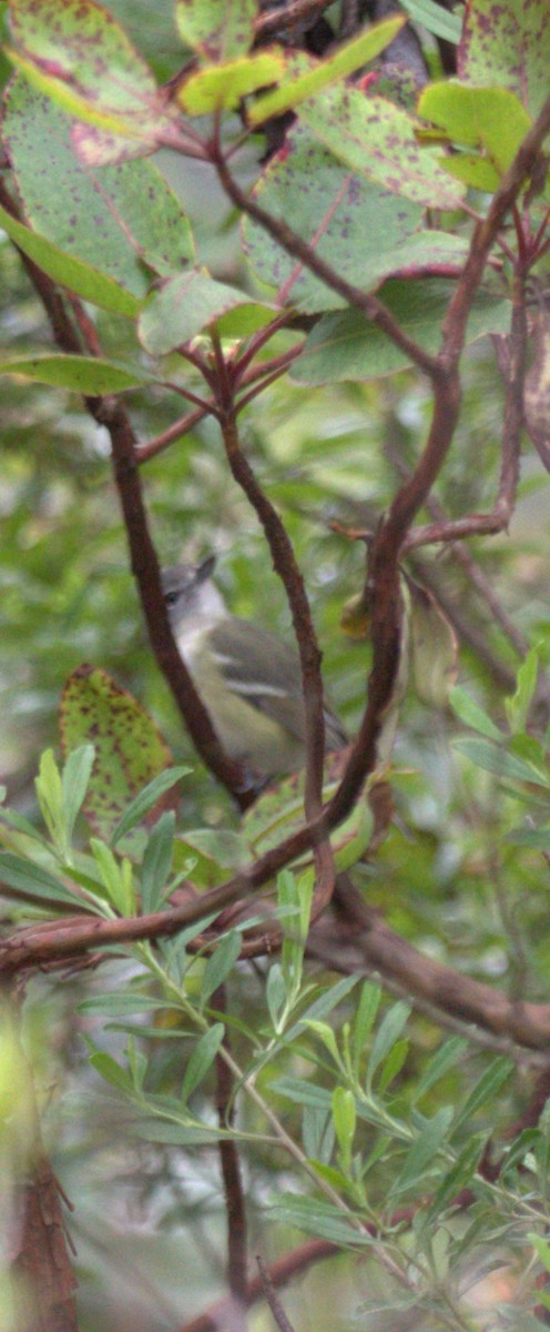 vireo sp. - ML643790760