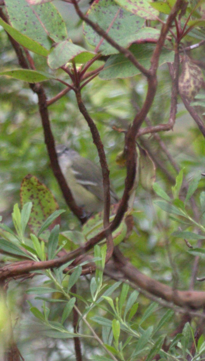vireo sp. - ML643790761
