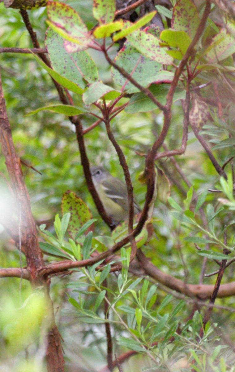 vireo sp. - ML643790762