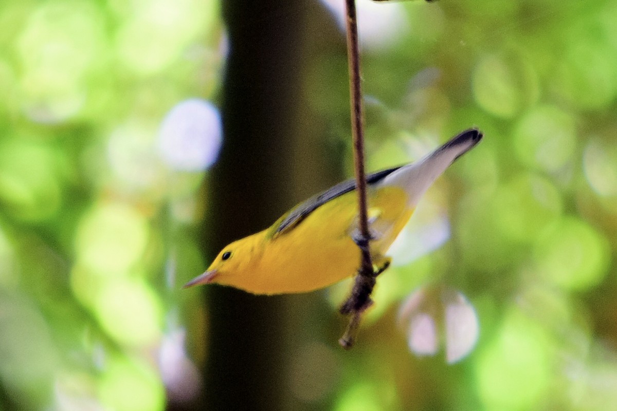 lesňáček zlatý - ML643790770