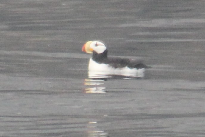 Horned Puffin - ML643790776