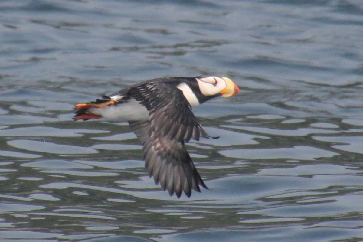 Horned Puffin - ML643790777