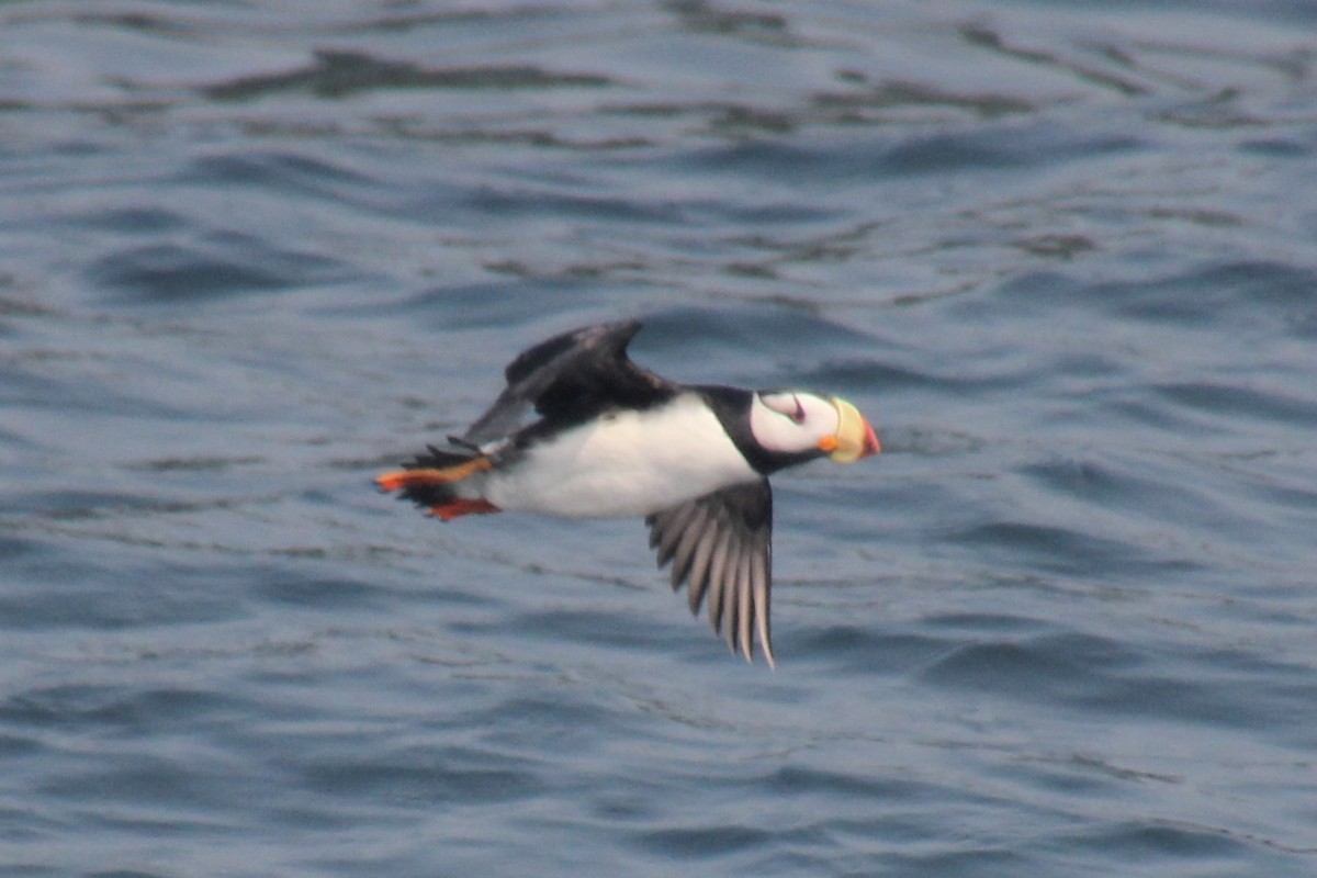 Horned Puffin - ML643790778