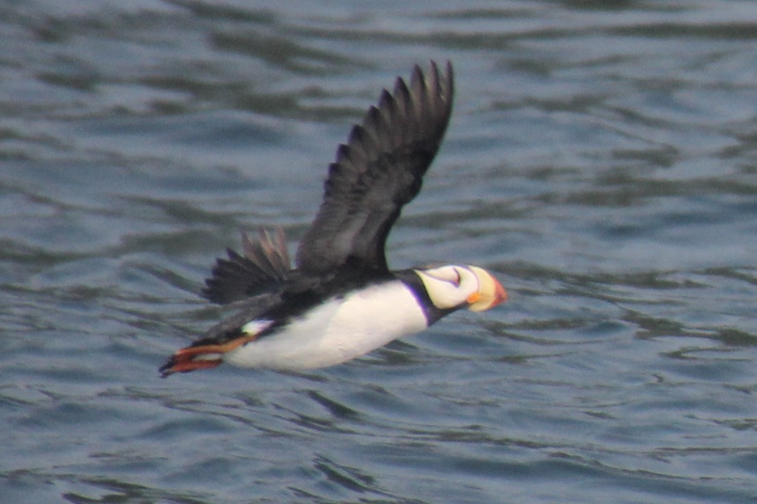 Horned Puffin - ML643790779