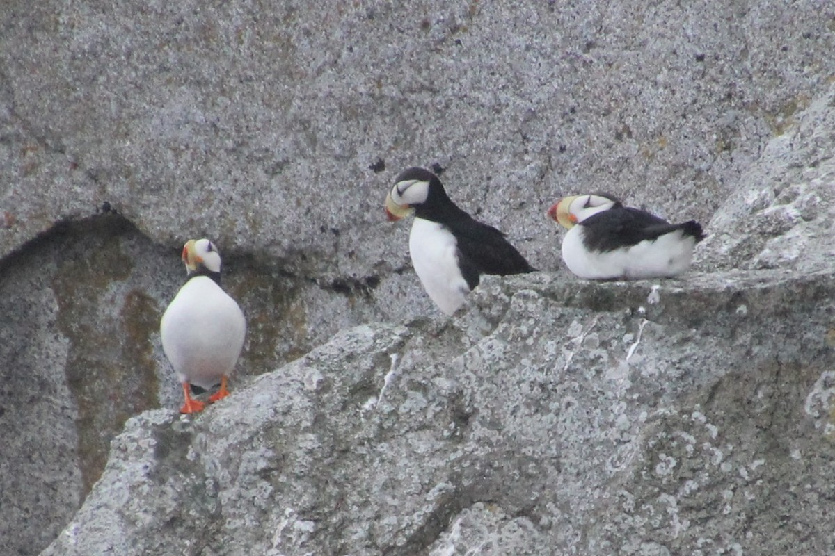 Horned Puffin - ML643790780