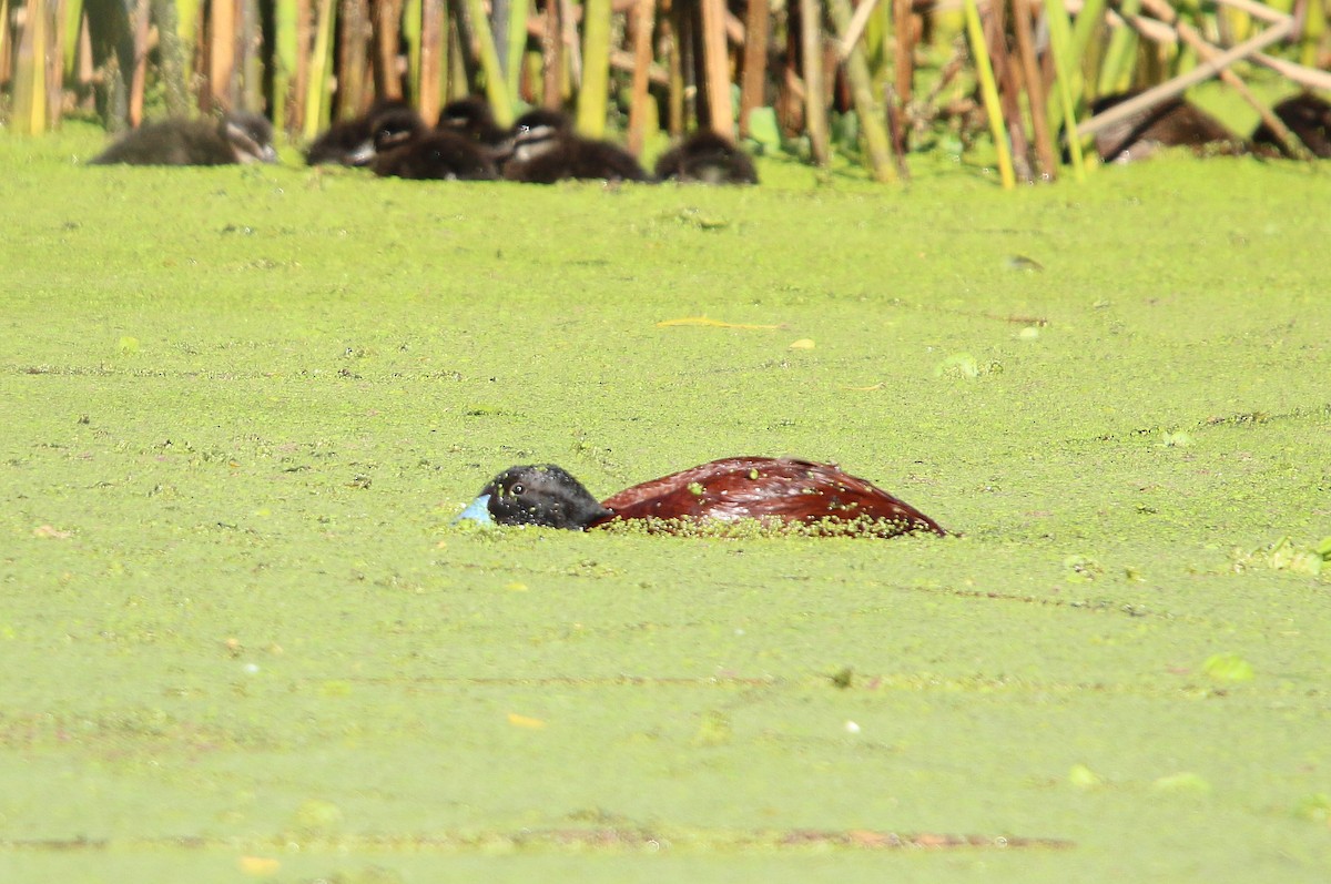 Lake Duck - ML643790783