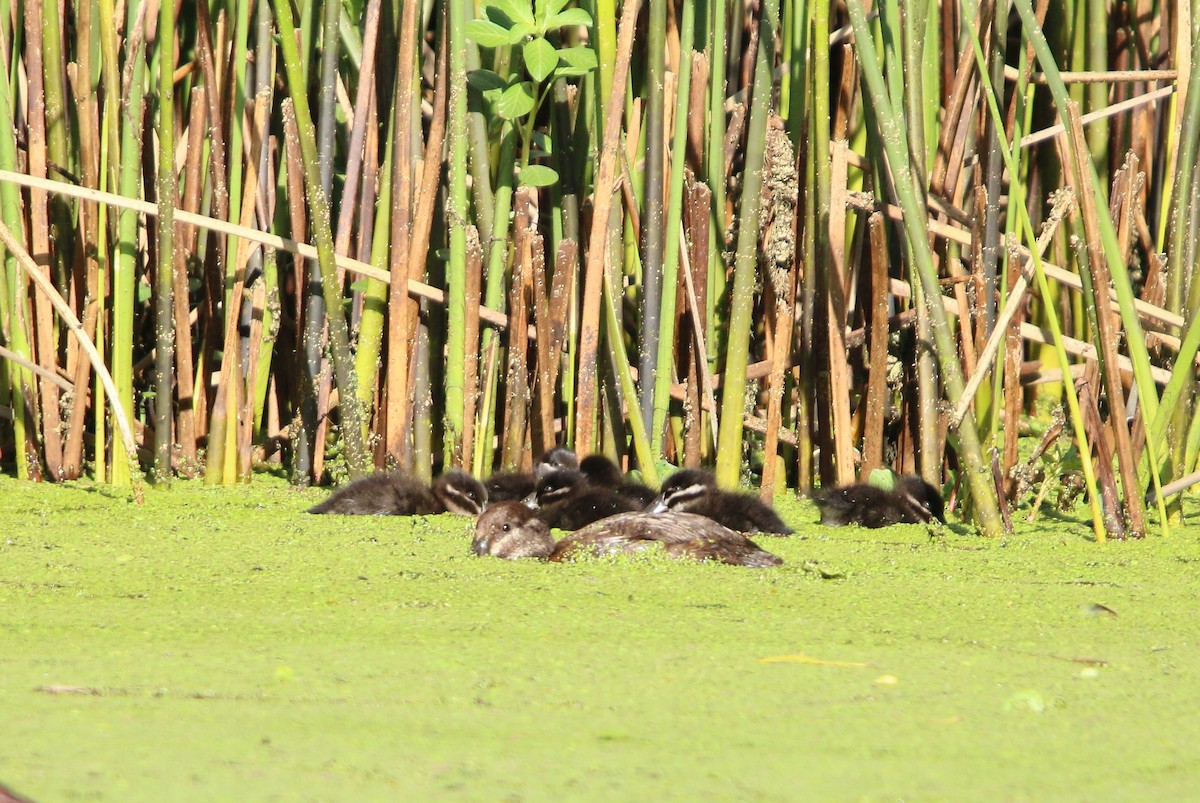 Lake Duck - ML643790786