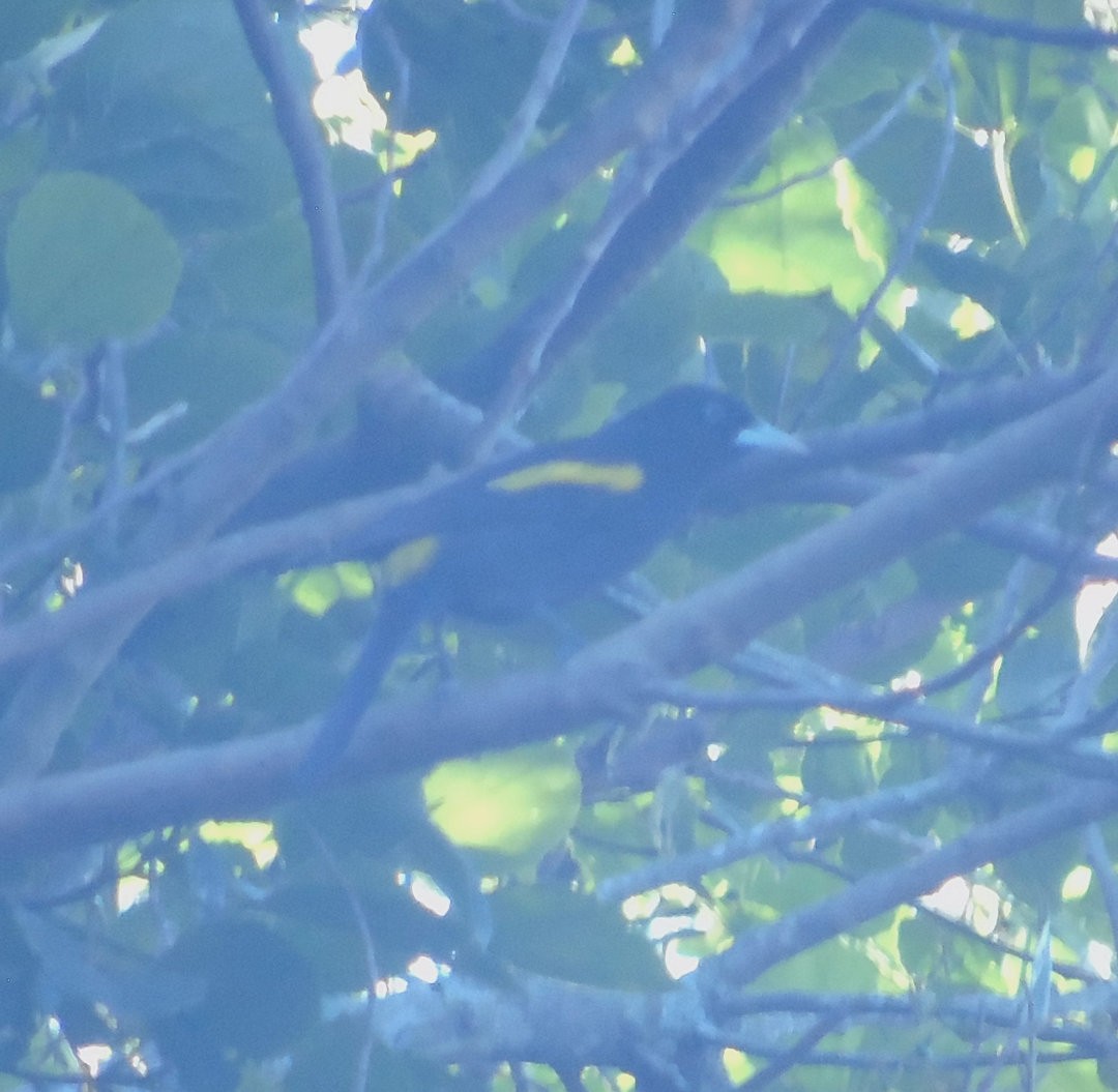 Golden-winged Cacique - ML643790796