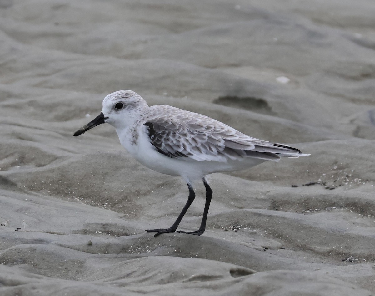 jespák písečný - ML643790802