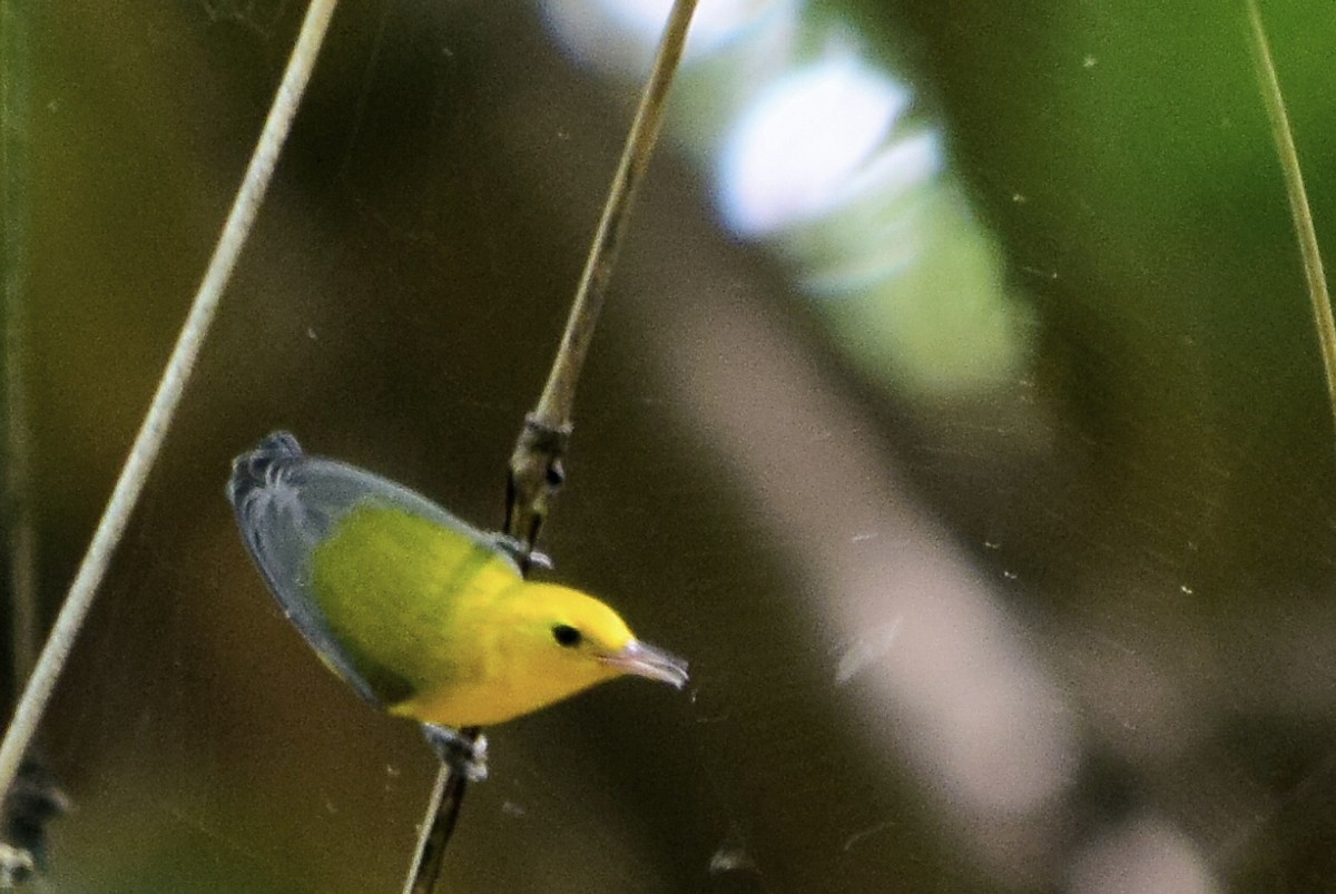 lesňáček zlatý - ML643790814