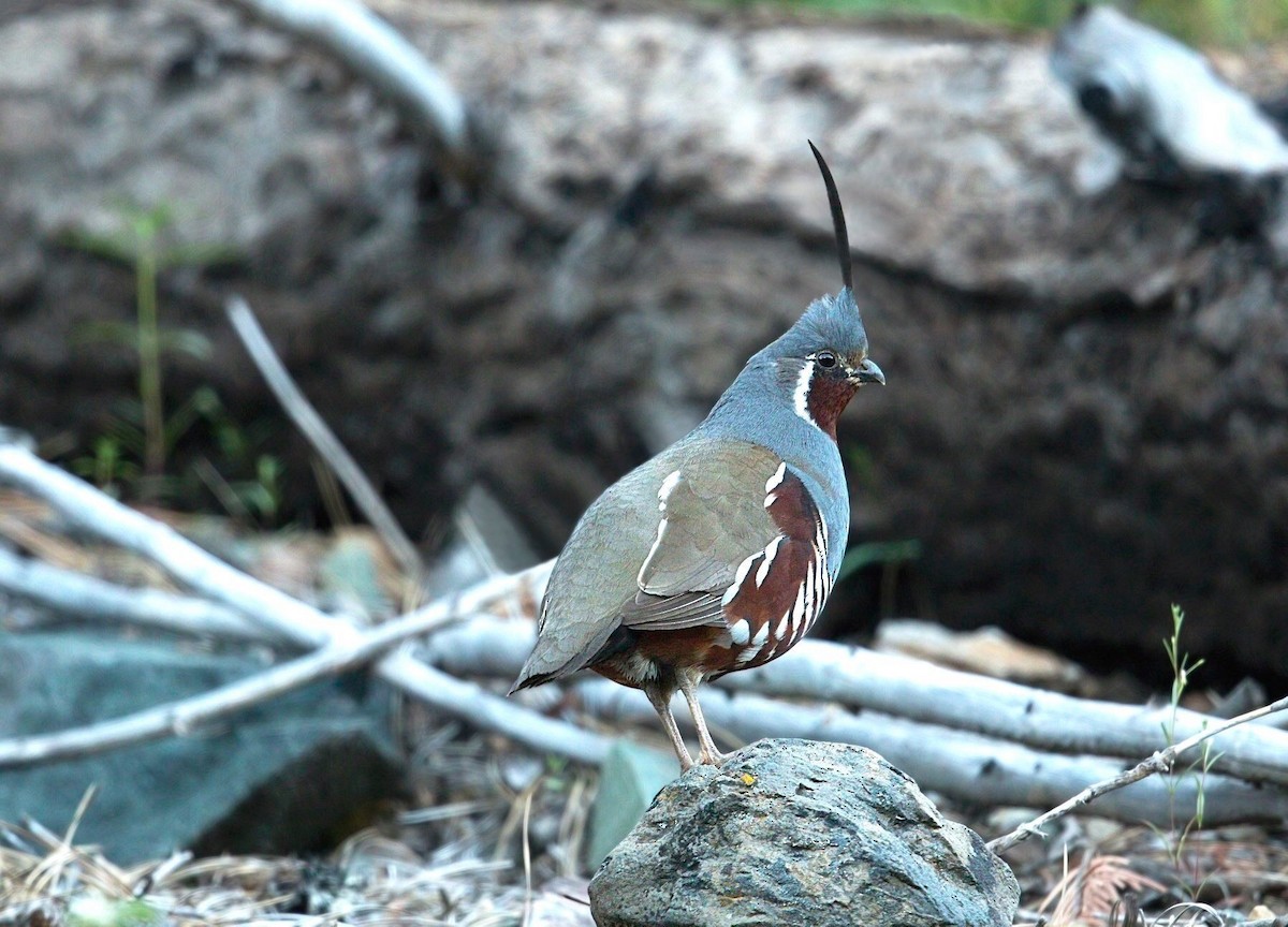 Mountain Quail - ML643790850