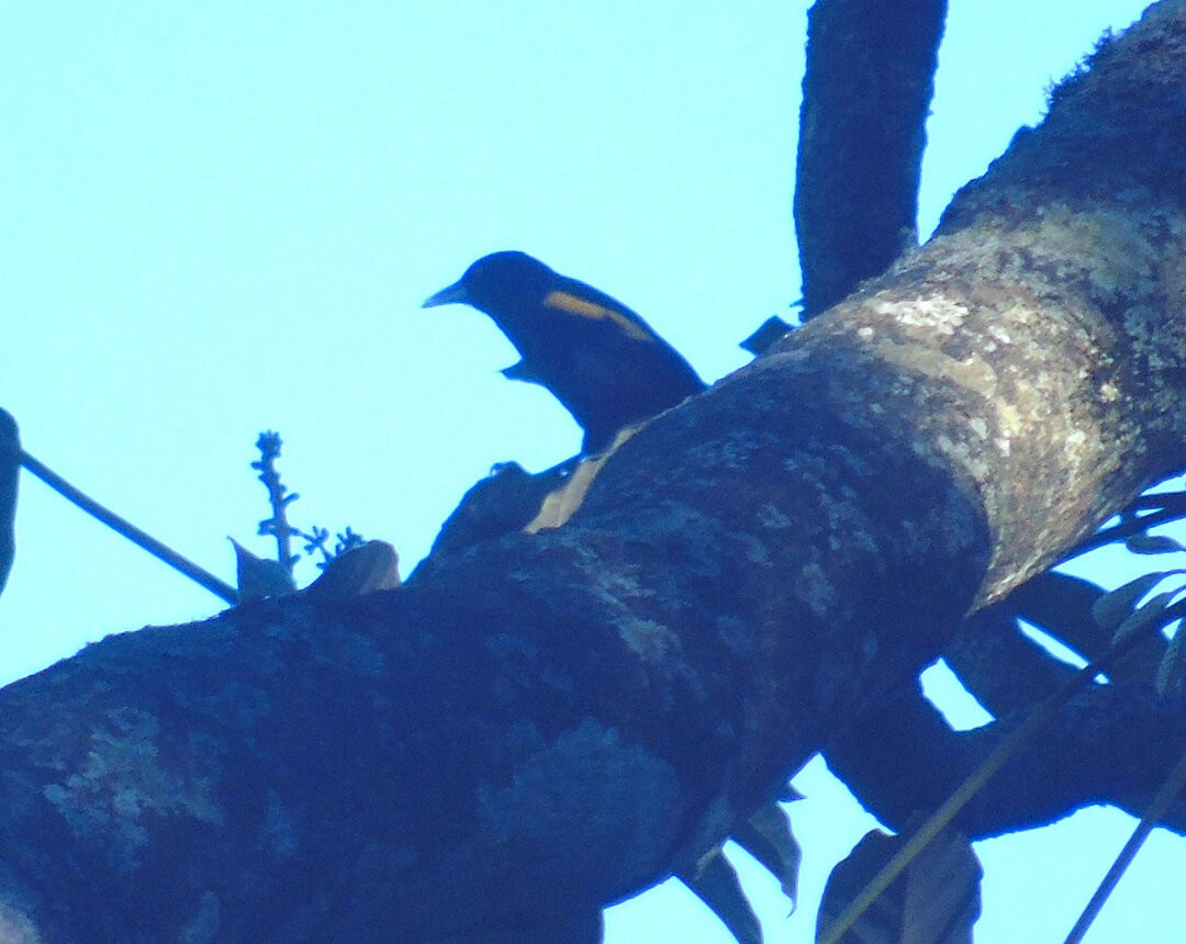 Golden-winged Cacique - ML643790854