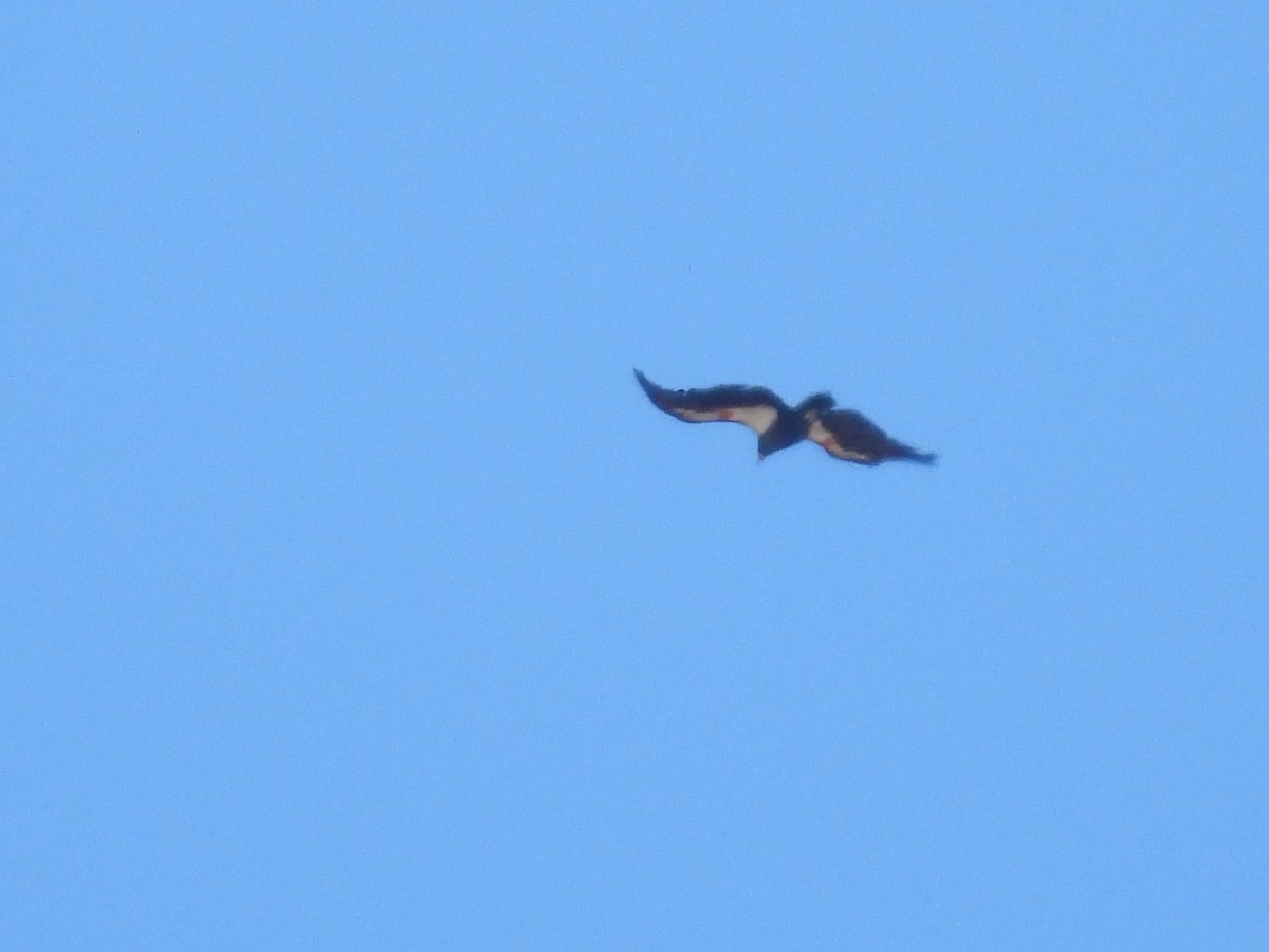 Condor de Californie - ML643790862