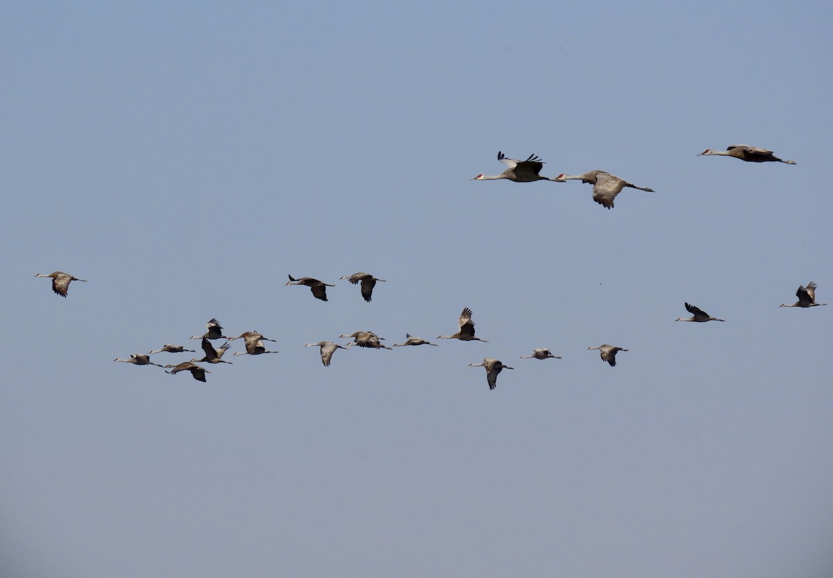 Sandhill Crane - ML643790879