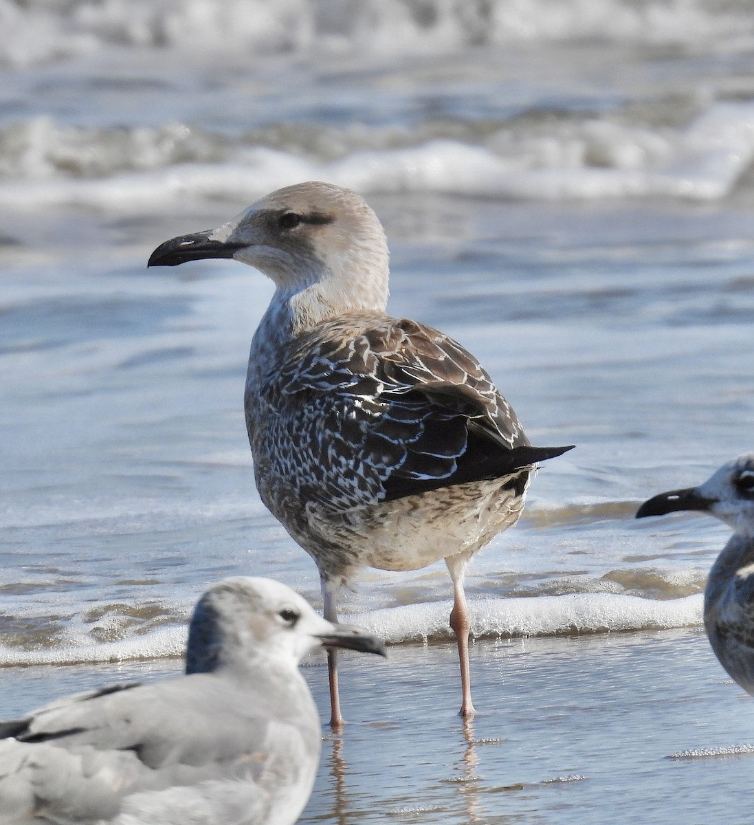Lesser Black-backed Gull - ML643790889