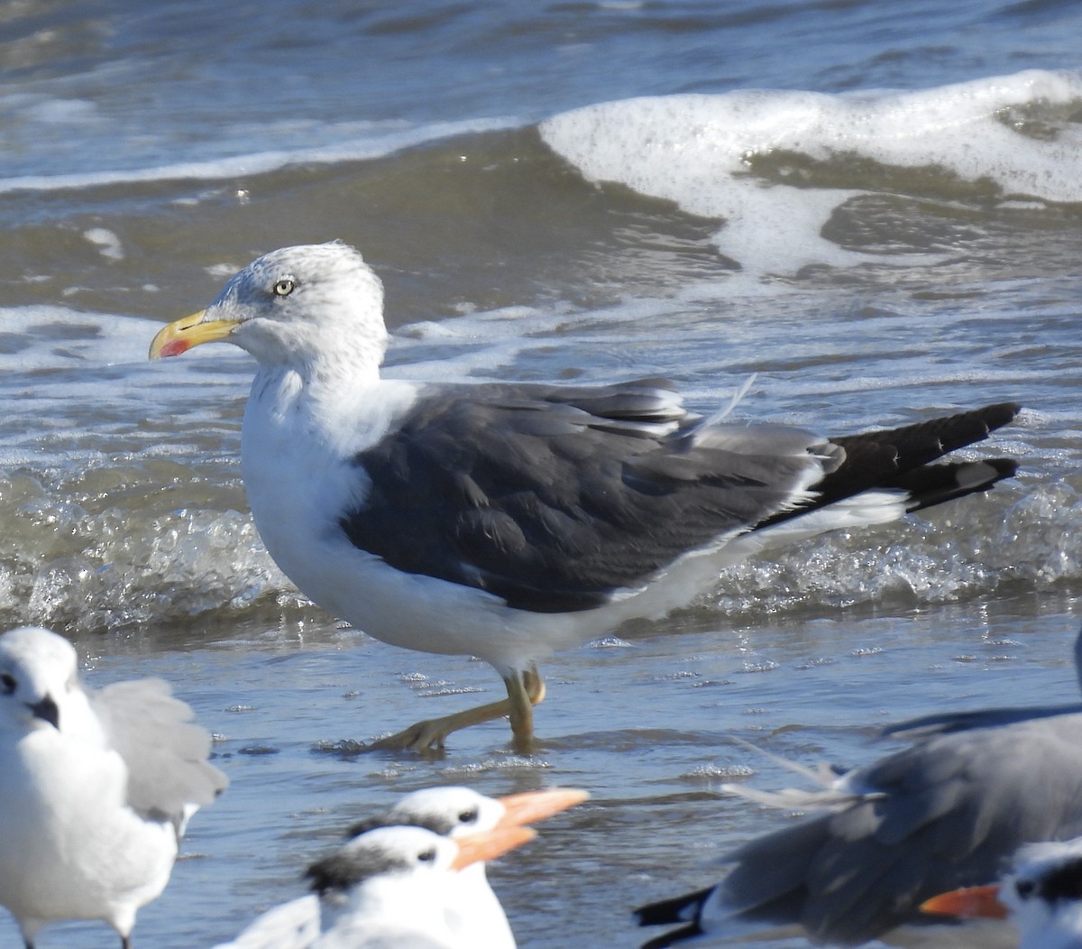 Lesser Black-backed Gull - ML643790890