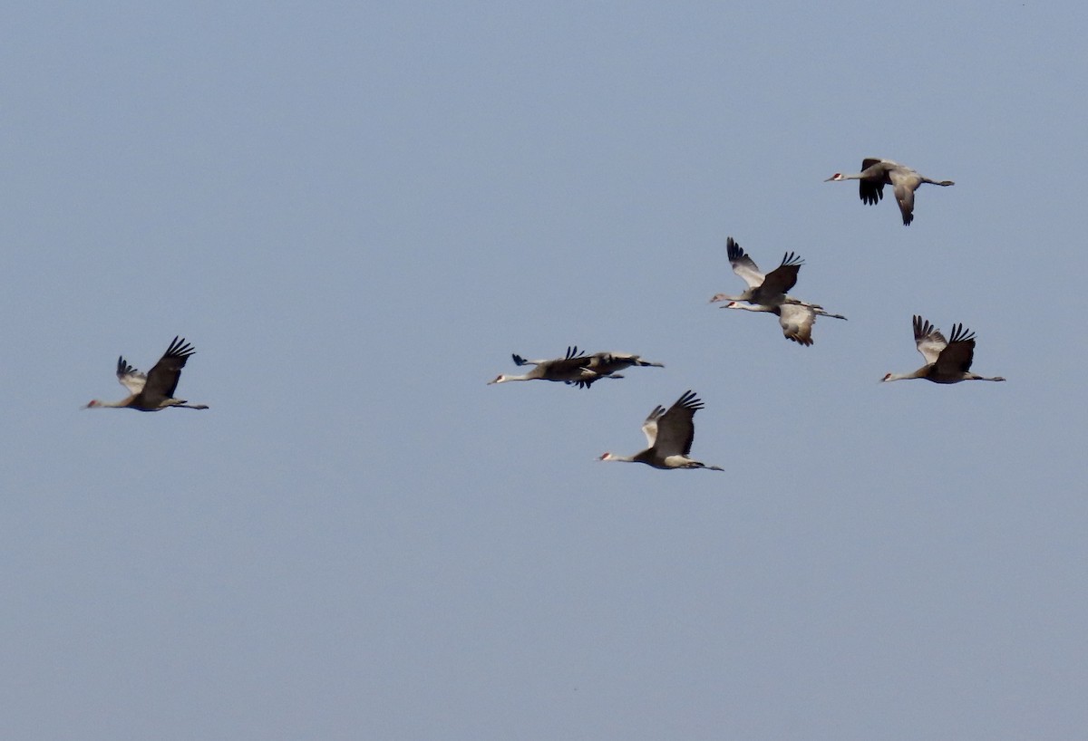 Sandhill Crane - ML643790893