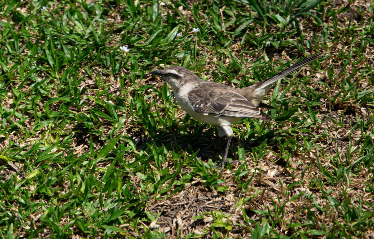 Chalk-browed Mockingbird - ML643790898