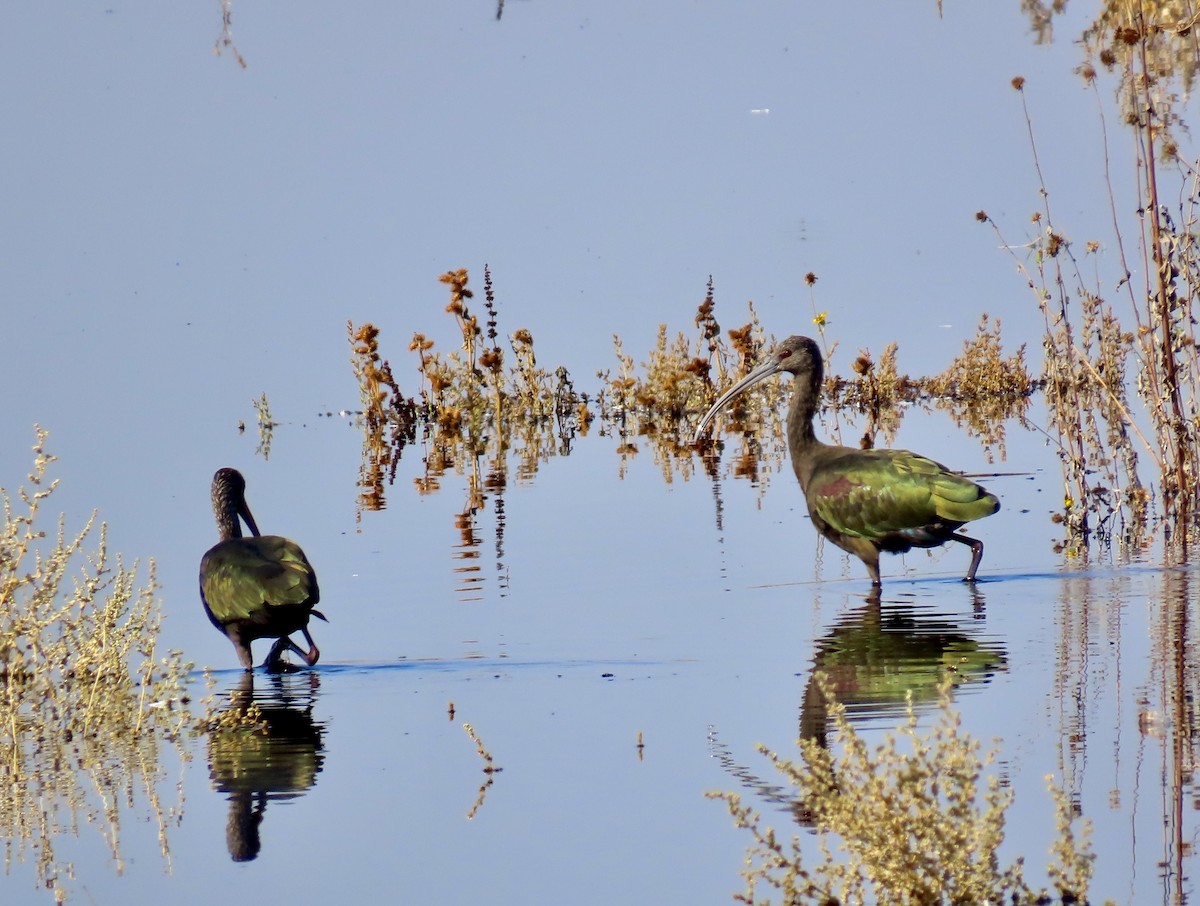 White-faced Ibis - ML643790911