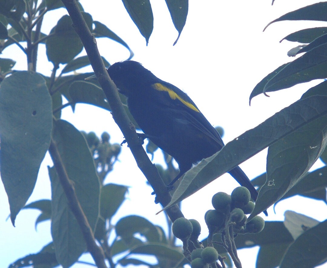 Golden-winged Cacique - ML643790919