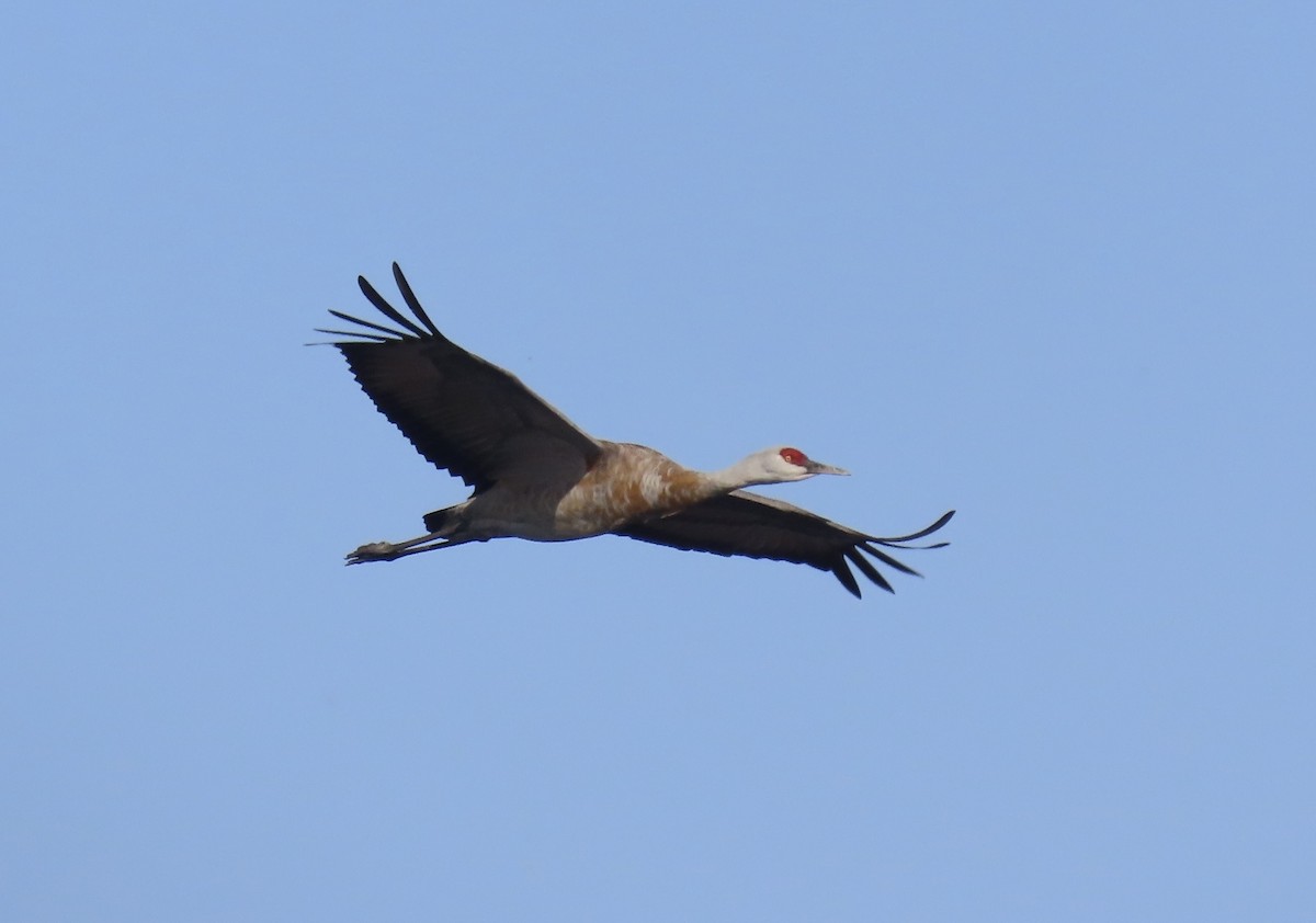 Sandhill Crane - ML643790920