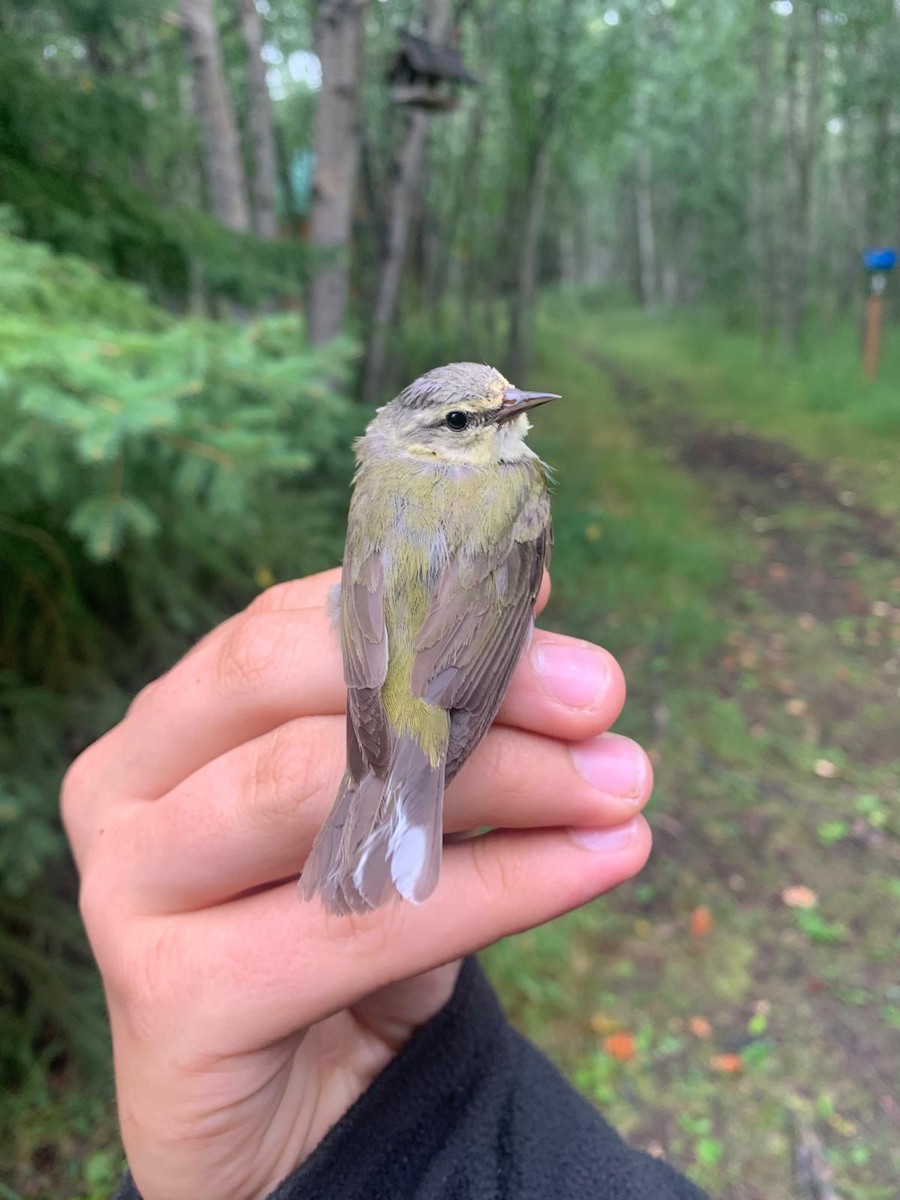 møllparula - ML643790925