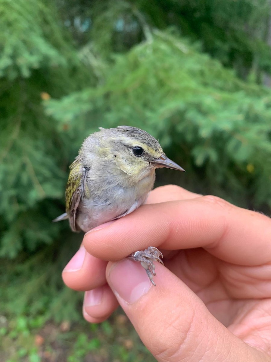 møllparula - ML643790926