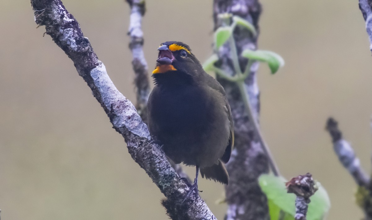 Yellow-faced Grassquit - ML643790928