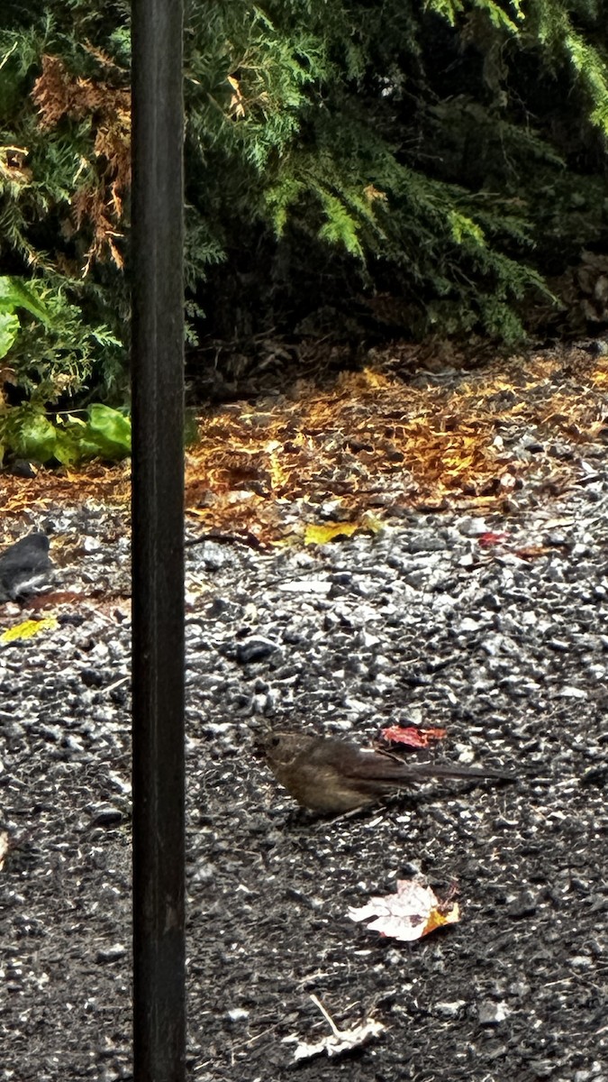 Northern Cardinal - ML643790941