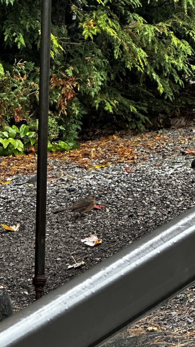 Northern Cardinal - ML643790945