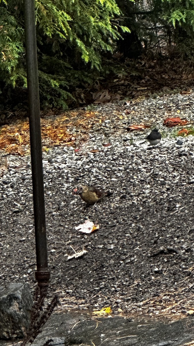 Northern Cardinal - ML643790946