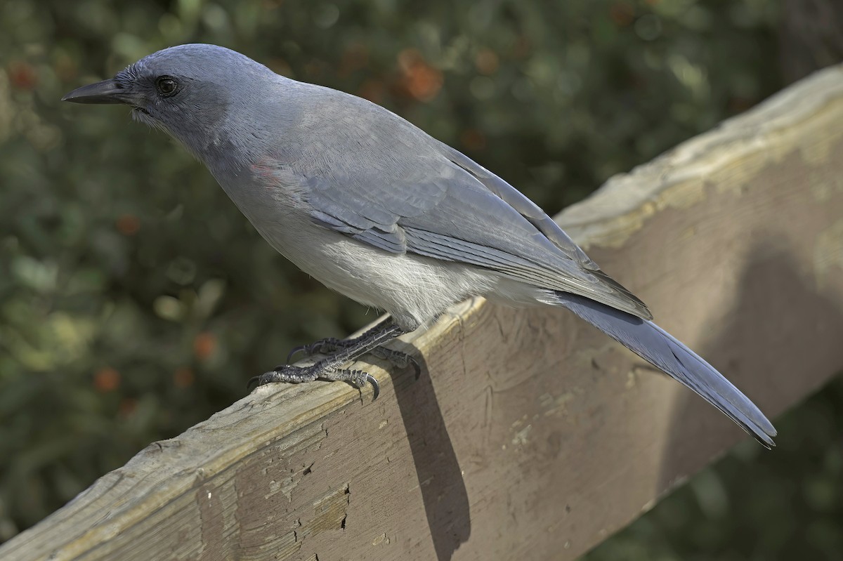 Mexican Jay - ML643790966