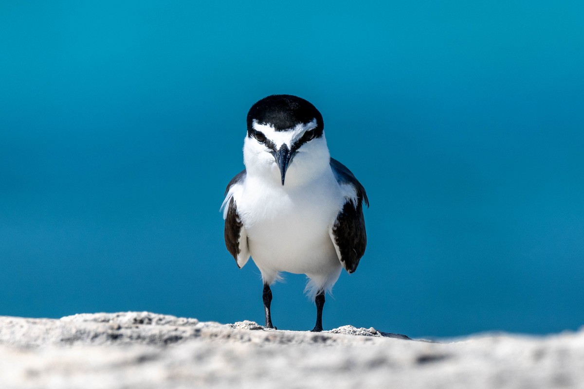 Bridled Tern - ML643790967