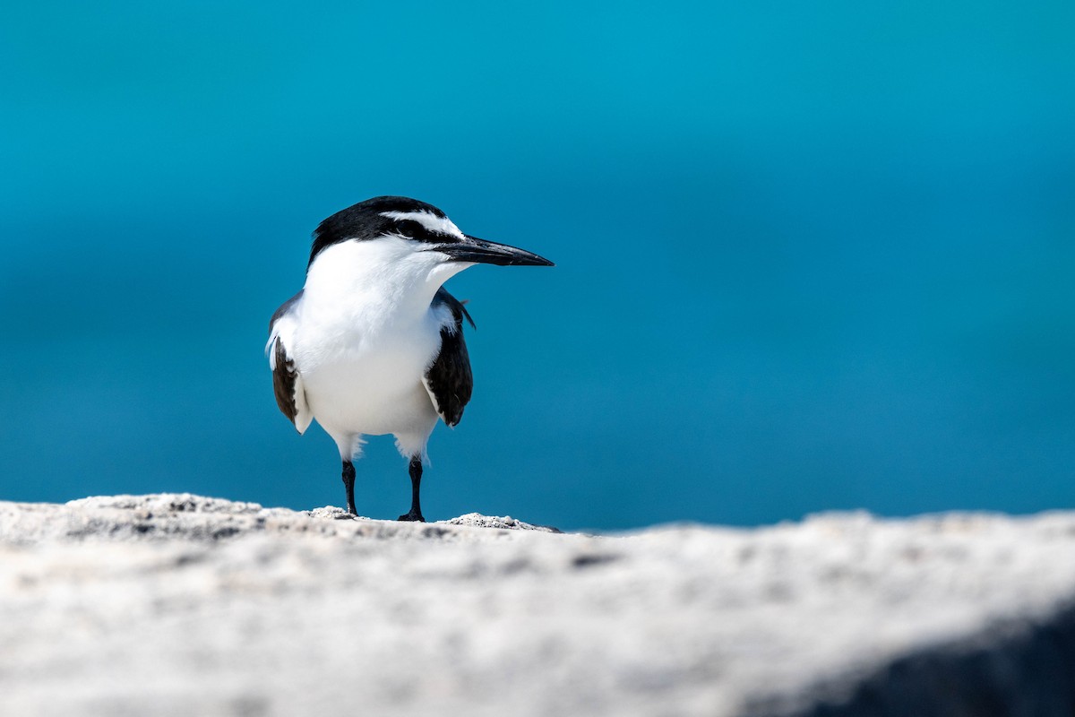 Bridled Tern - ML643790968