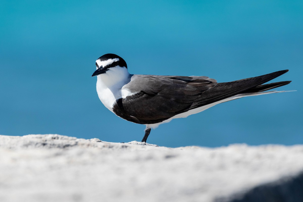 Bridled Tern - ML643790969