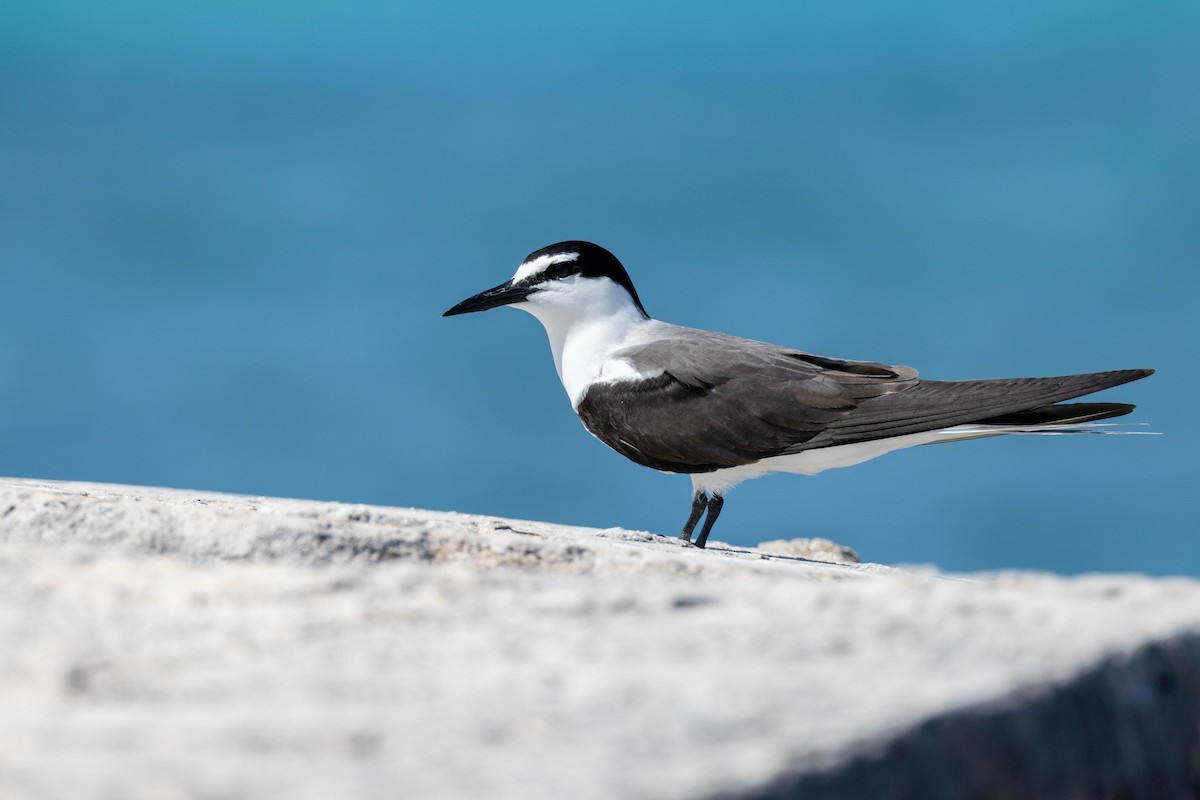 Bridled Tern - ML643790970