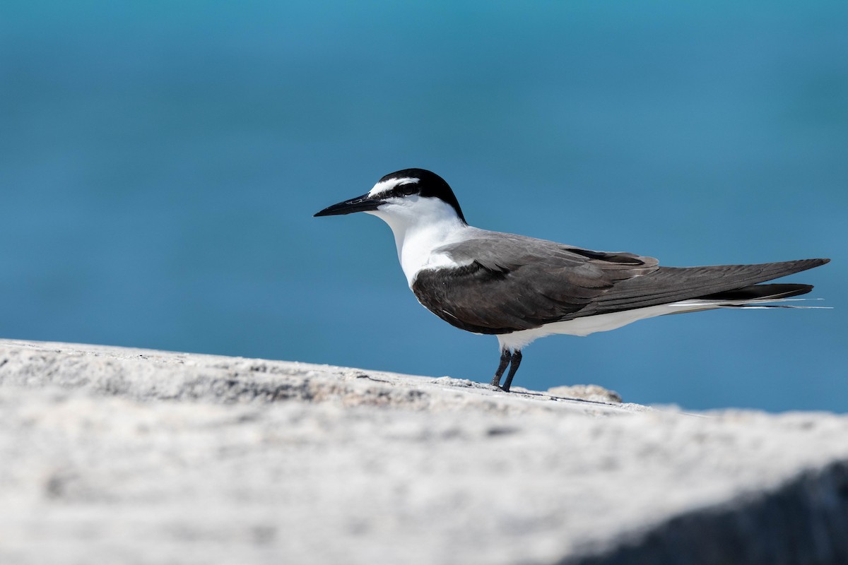 Bridled Tern - ML643790971