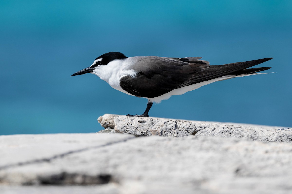 Bridled Tern - ML643790972
