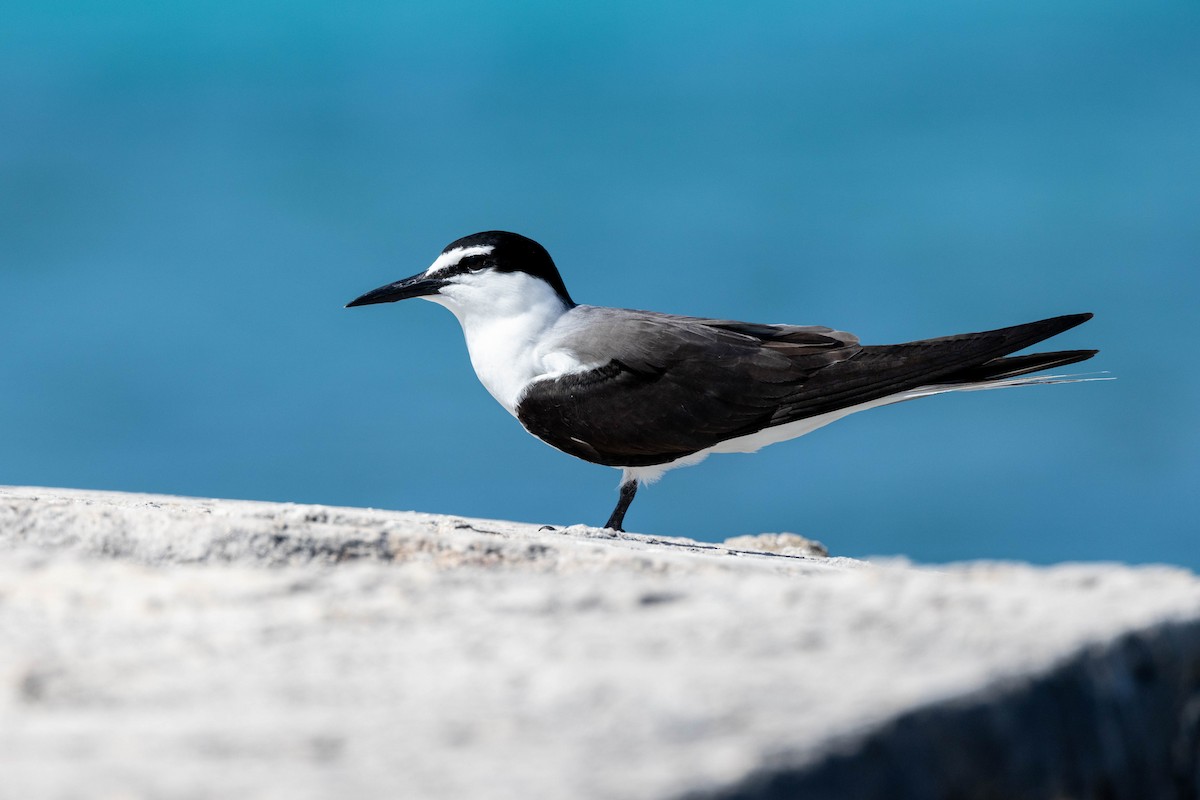Bridled Tern - ML643790973