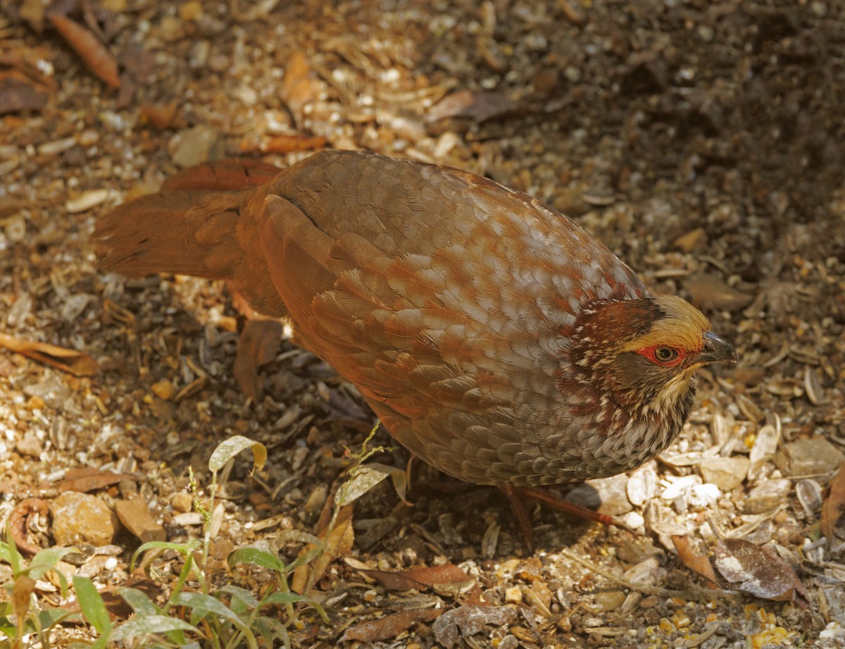 Buffy-crowned Wood-Partridge - ML643790994